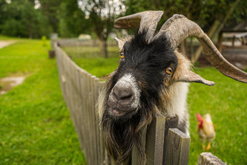 big white and black goat on the farm close up
