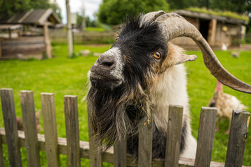 big white and black goat on the farm close up