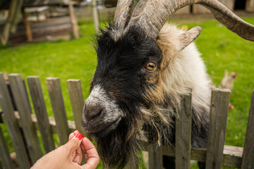 big white and black goat on the farm close up
