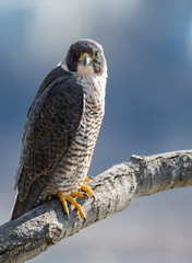 Peregrine Falcon 