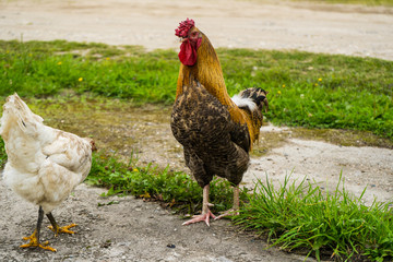 Beautiful big rooster summer on farm 