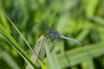 libellula su una pianta al sole estivo