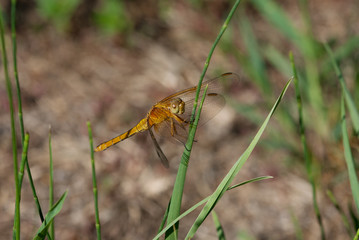 libellula su una pianta al sole estivo