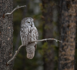 Great Gray Owl 