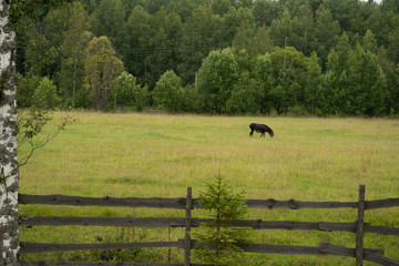 Obraz premium horse and foal in the field