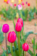 field with blooming colorful tulips