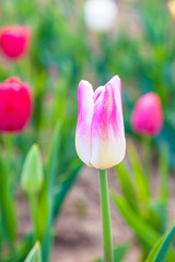 field with blooming colorful tulips