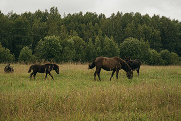 Fototapeta na wymiar horse and foal in the field
