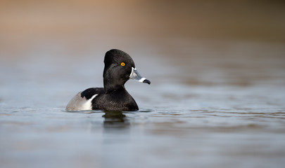 Fototapeta premium Ring-Necked Duck