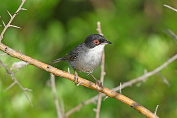Samtkopf-Grasmücke (Sylvia melanocephala) - Sardinian warbler