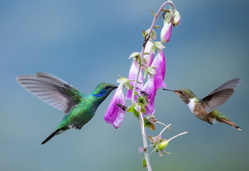 Hummingbird in Costa Rica  © Harry Collins