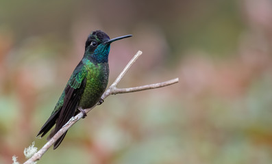 Hummingbird in Costa Rica