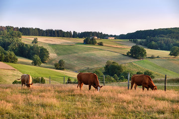 Fototapeta na wymiar Beautiful evening landscape in the Spessart area in Germany with grazing cows, hills and agricultural fields