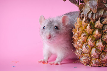 Cute little rat stands with a large pineapple on a pink background.