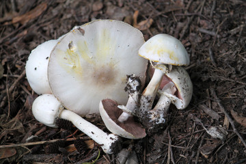 Agaricus xanthodermus or Yellow-staining mushroom. July, Belarus