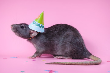 Funny black rat in a cap on a pink background