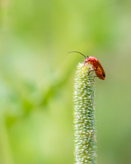 Common red soldier beetle finally got to the top