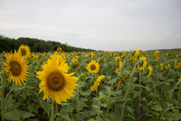 Field with yellow sunflowers. Lots of sunflowers