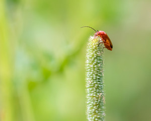 Common red soldier beetle finally got to the top