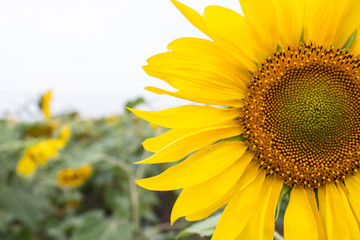 Naklejka premium Yellow sunflower with long petals in the field close-up