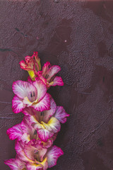 Obraz na płótnie Canvas Flat lay composition with beautiful pink gladiolus flowers on claret concrete background