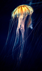 jellyfish