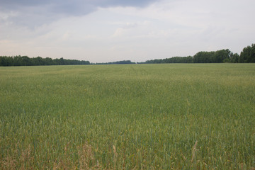  Green, spacious field of wheat in Sunny weather