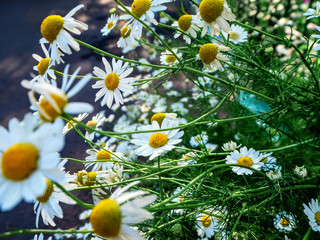 Fototapeta na wymiar many small wild daisies bloom in a bunch in the garden