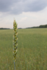 Green ear of wheat on a spacious field