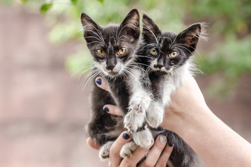 two black and white kittens in human hands