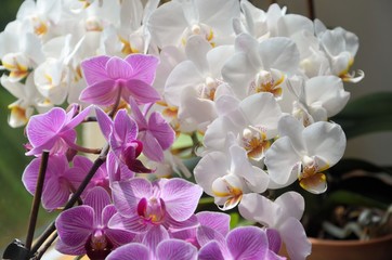 Orchidee Orchideen blühen weiss und rosa am Fenster