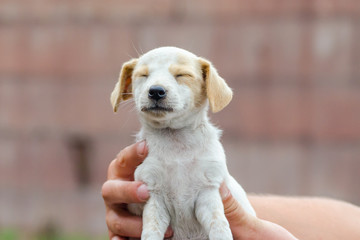 little puppy is scared shut his eyes in the male hand