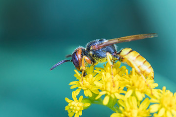 The macro shot of the beautiful fly or the wasp eating nectar on the yellow flowers among the grass in the sunny summer or spring weather