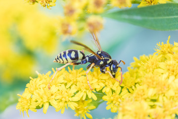 The macro shot of the beautiful fly or the wasp eating nectar on the yellow flowers among the grass in the sunny summer or spring weather