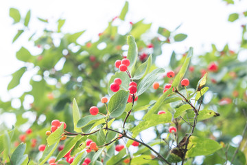 Branch with red berries against the sky. Green shrub with large fruits. Summer, cloudy day.