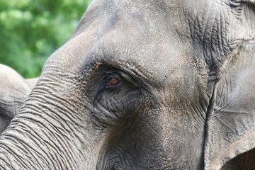 Nice Face of an Elephant
