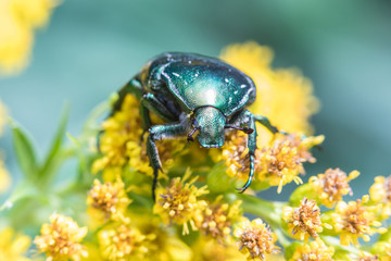 The macro shot of the beautiful beetle eating nectar on the yellow flowers among the grass in the sunny summer or spring weather