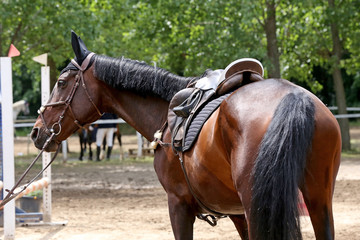 Closeup of a leather saddle for equestrian sport on horseback