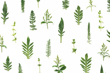Pattern With Green Leaves On White Background