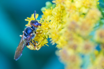 The macro shot of the beautiful fly or the wasp eating nectar on the yellow flowers among the grass in the sunny summer or spring weather