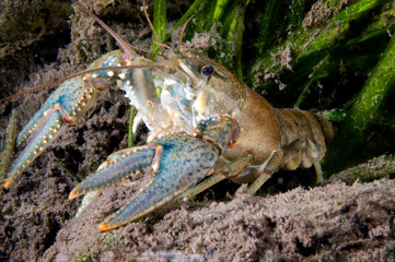 Northern crayfish underwater in the St. Lawrence river