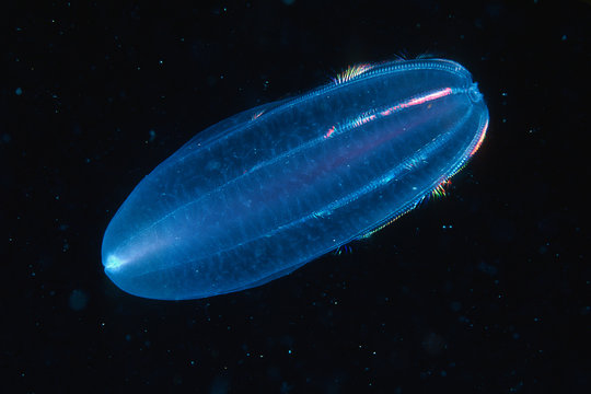 Comb jelly drifting underwater in the ocean water column