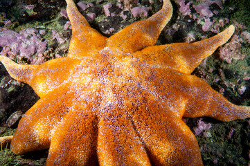 Smooth Sun Star underwater in the St.Lawrence River in Canada