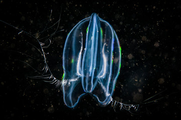 Comb jelly drifting underwater in the ocean water column - obrazy, fototapety, plakaty