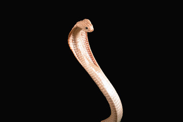 Albino cobra isolated