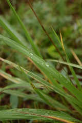 Blades of grass with dew