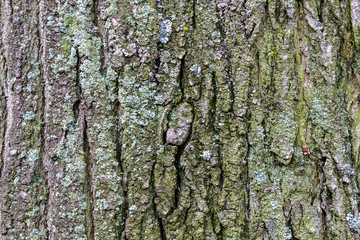 Closeup Tree Bark Texture With Moss 