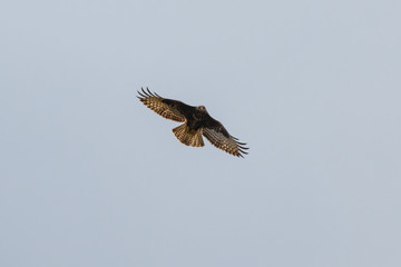Flying hawk goshawk seeking prey