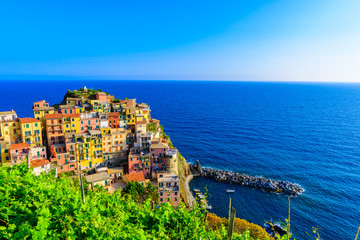 Manarola village in beautiful scenery of mountains and sea - Spectacular hiking trails in vineyard with flowers in Cinque Terre National Park,  Liguria, Italy, Europe