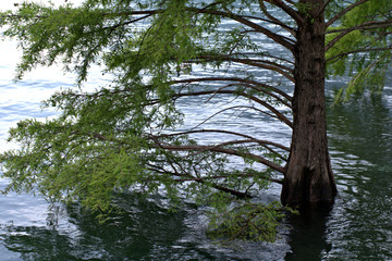 trees in water,landscape, green, lake, river,summer,leaves,natural 